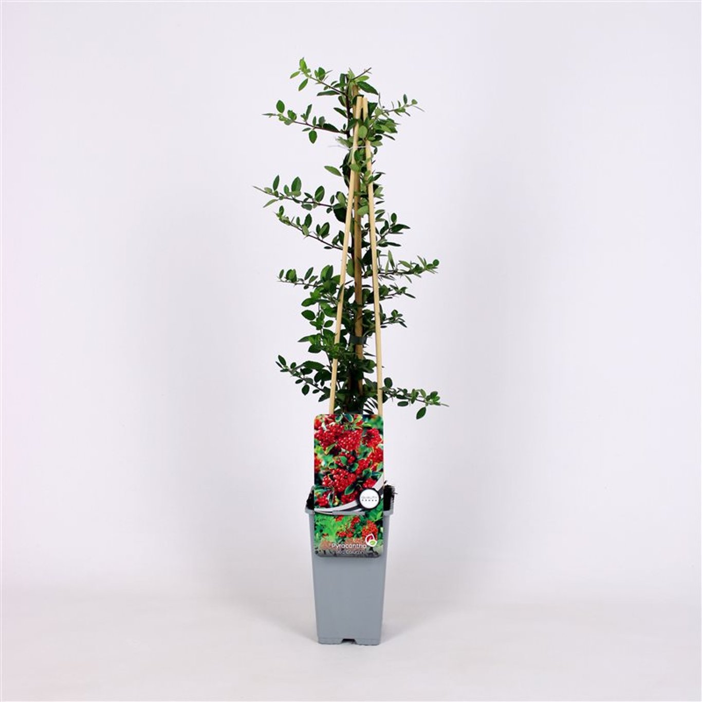 Eldtorn – Pyracantha coccinea 'Red Column' - C2 70/+ CM