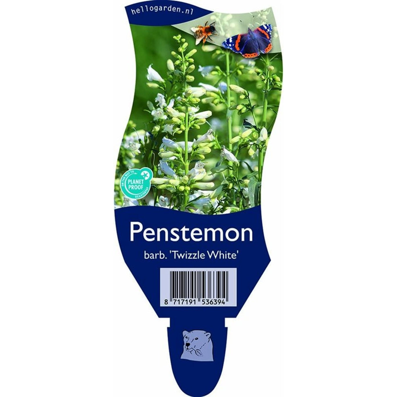 Penstemon – Penstemon barbatus 'Twizzle White' - P11