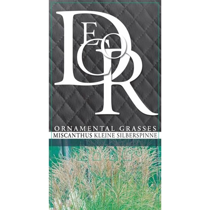 Glansmiskantus – Miscanthus sinensis 'Kleine Silbersp.' - C2