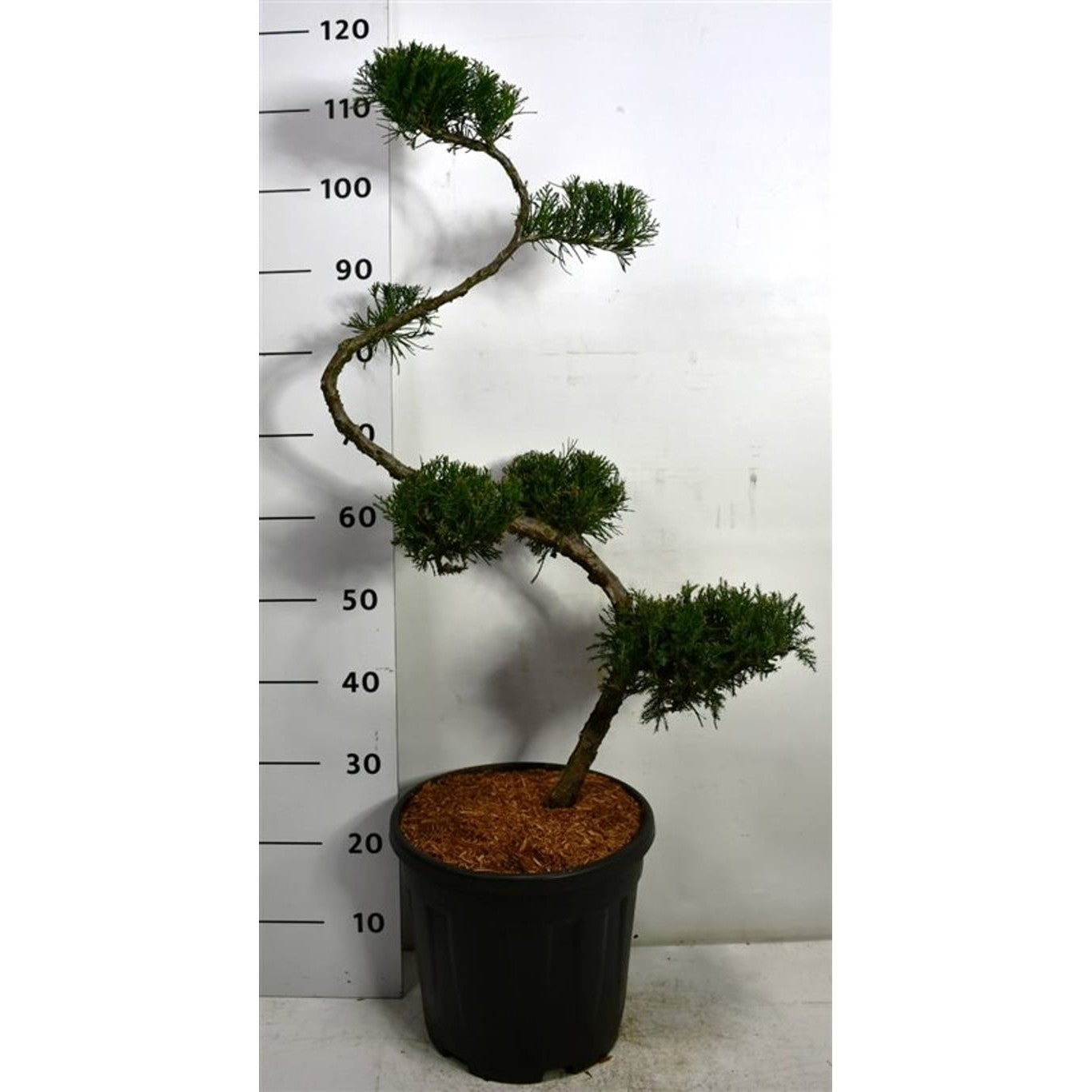 Pfitzer-en – Juniperus pfitzeriana 'Mint Julep' - 80 CM S-SHAPE Cont.