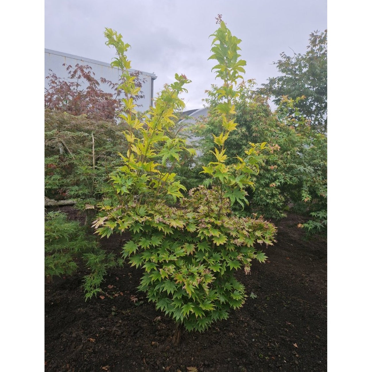 Japansk lönn – Acer shirasawanum 'Jordan' - 100-125 CM RB