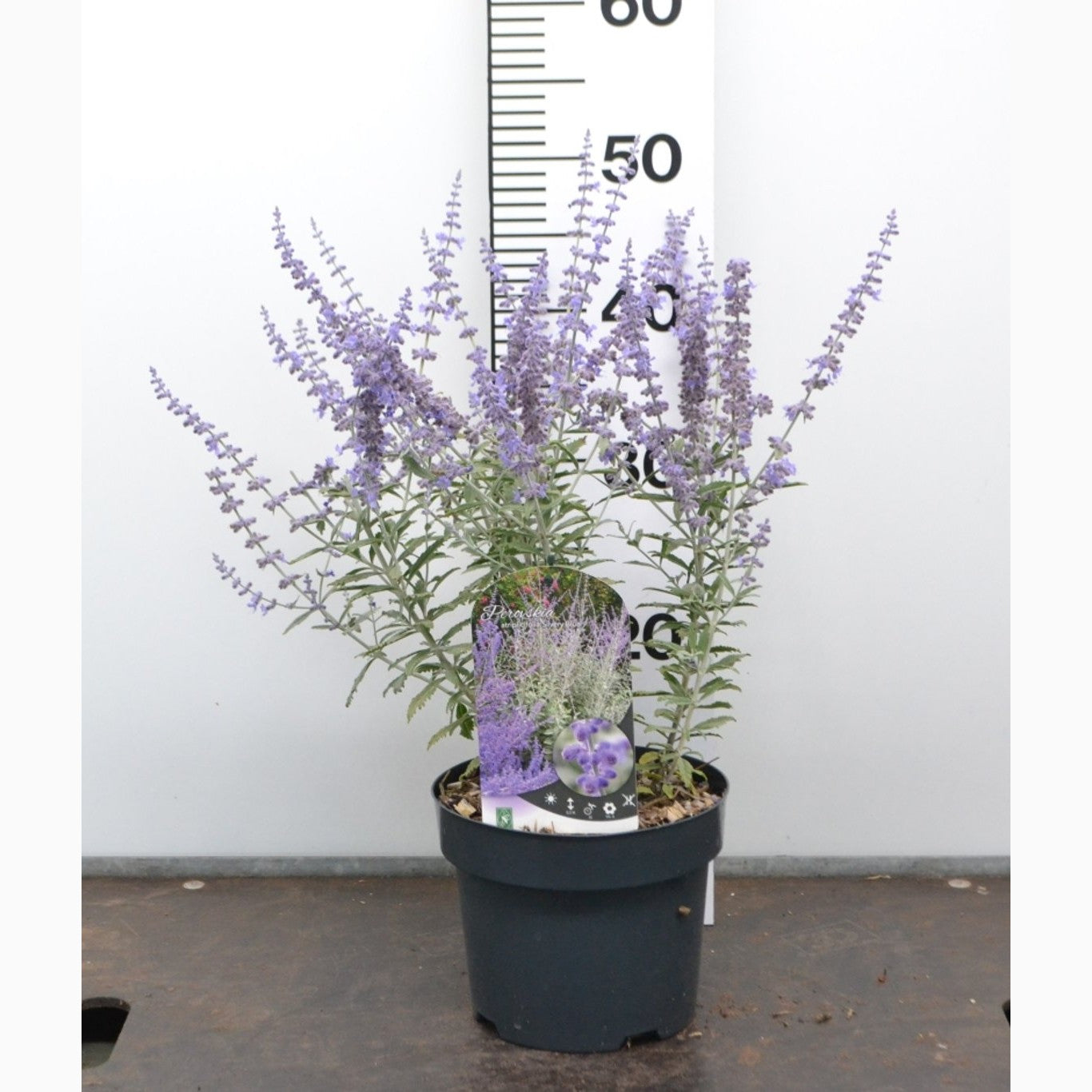 Perovskia – Perovskia atriplicifolia 'Silvery Blue' - C3 20-40 CM