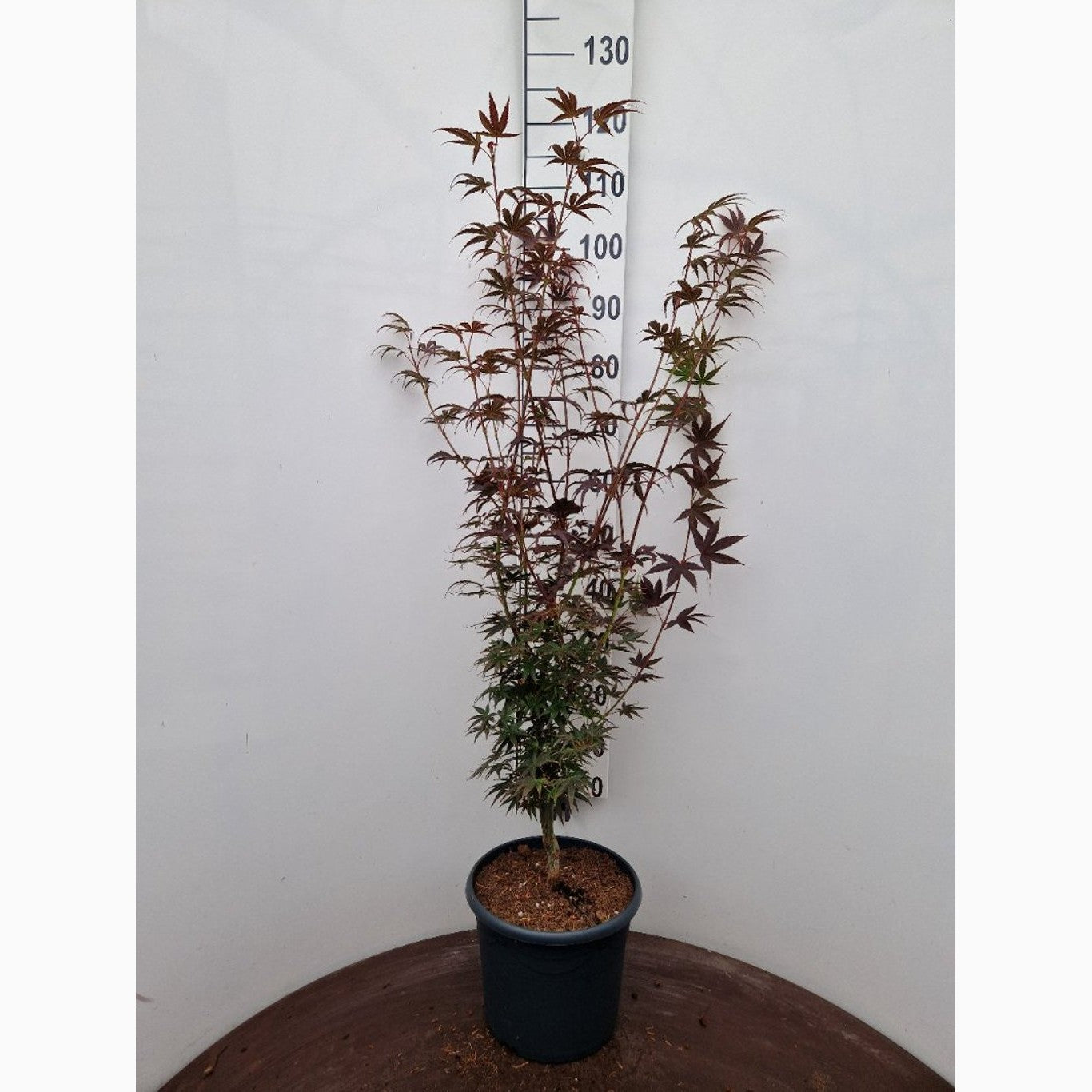 Japansk lönn – Acer pal. 'Pixie' - C10 80-100 CM