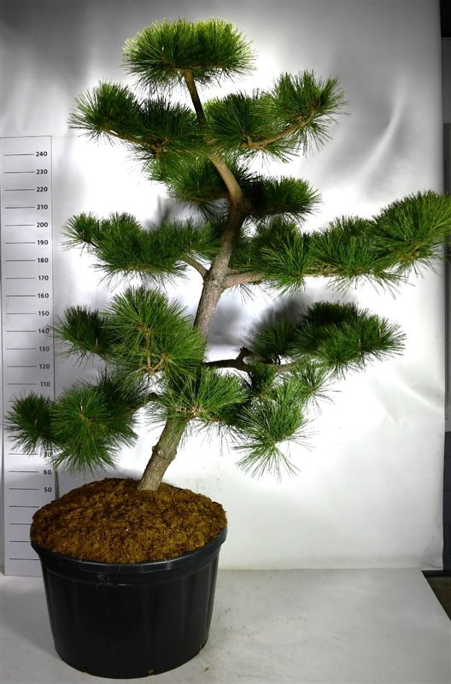Japansk svarttall – Pinus thunbergii &