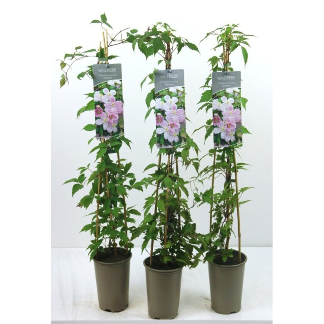 Klematis – Clematis 'Tetrarose' - C2 60-80 CM Stick