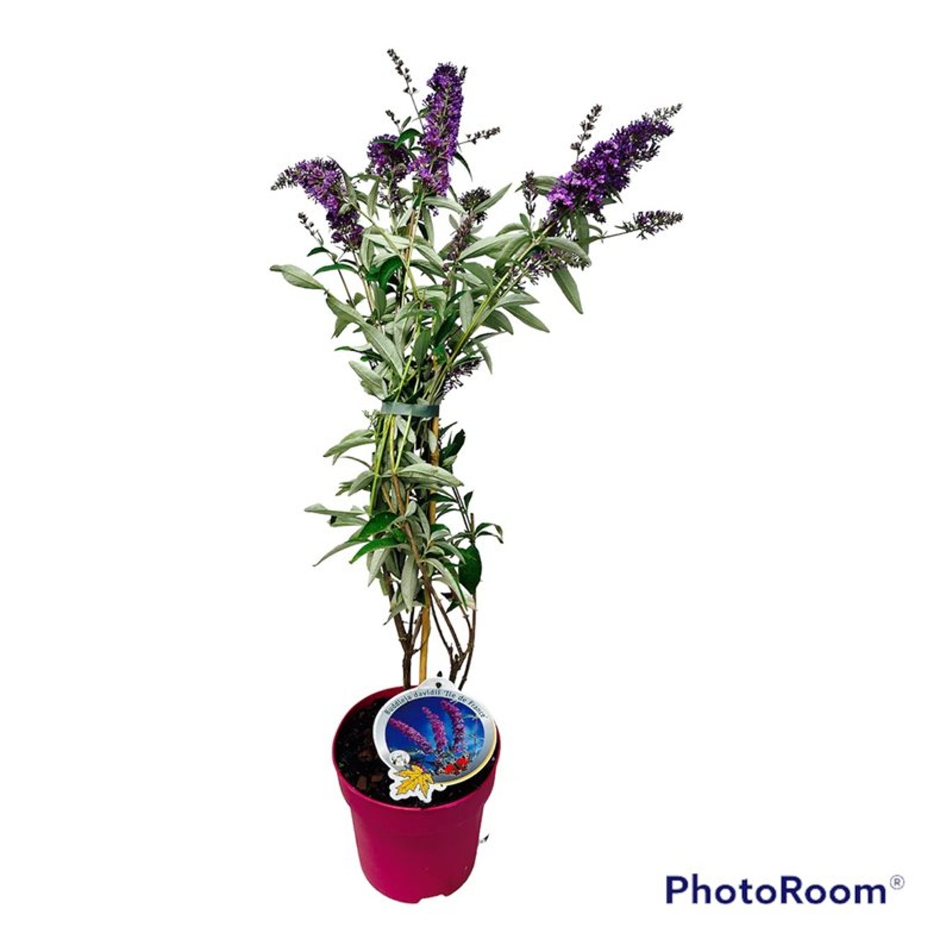 Sommarlilja – Buddleja d. 'Ile de France' - C3