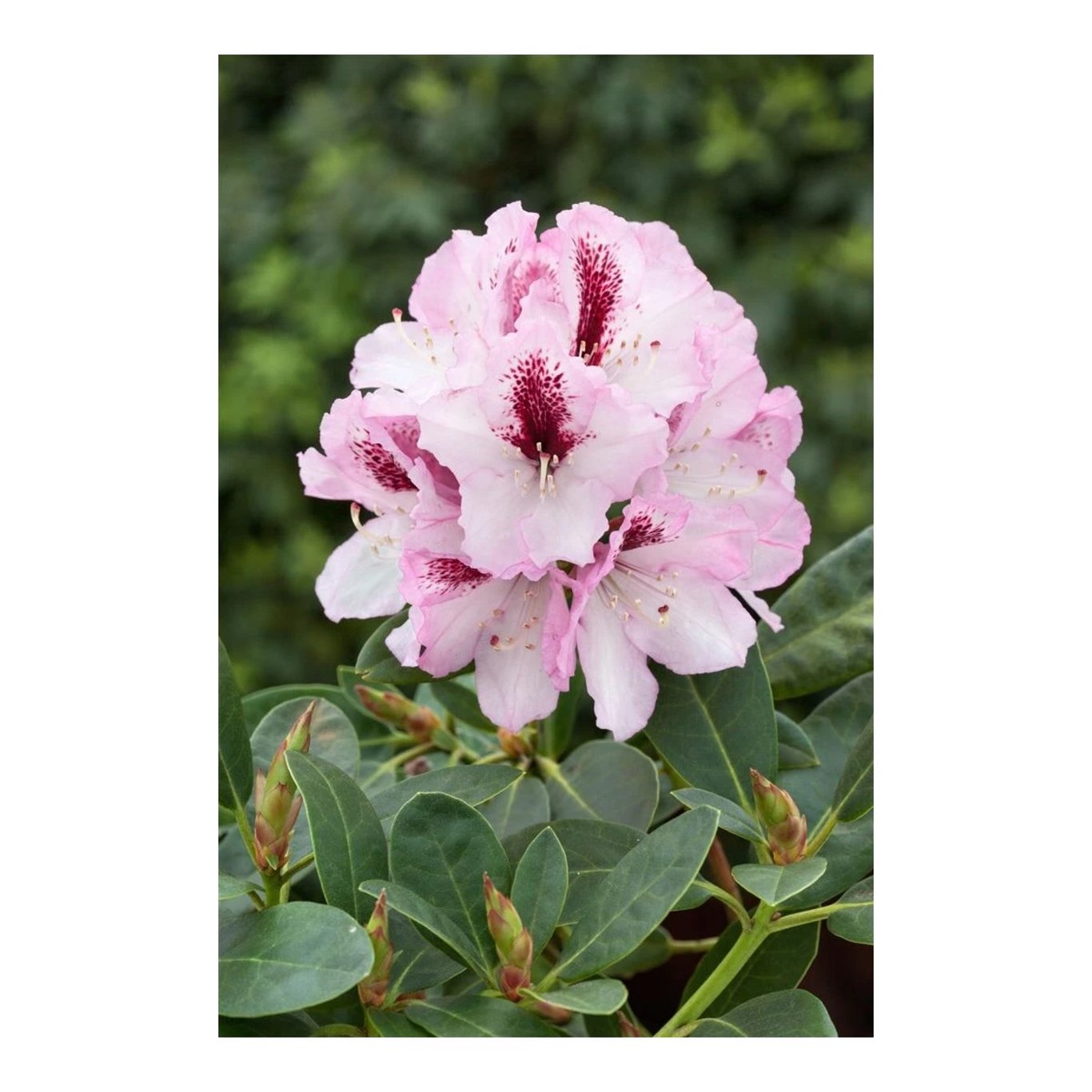 Rhododendron – Rhododendron (Y); 'Herbstfreude' - C5 30-40 CM