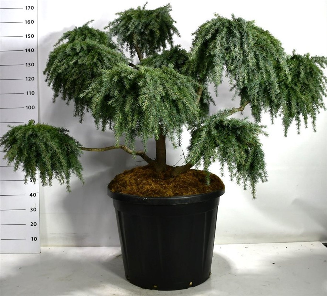 Himalayaceder – Cedrus deodara &