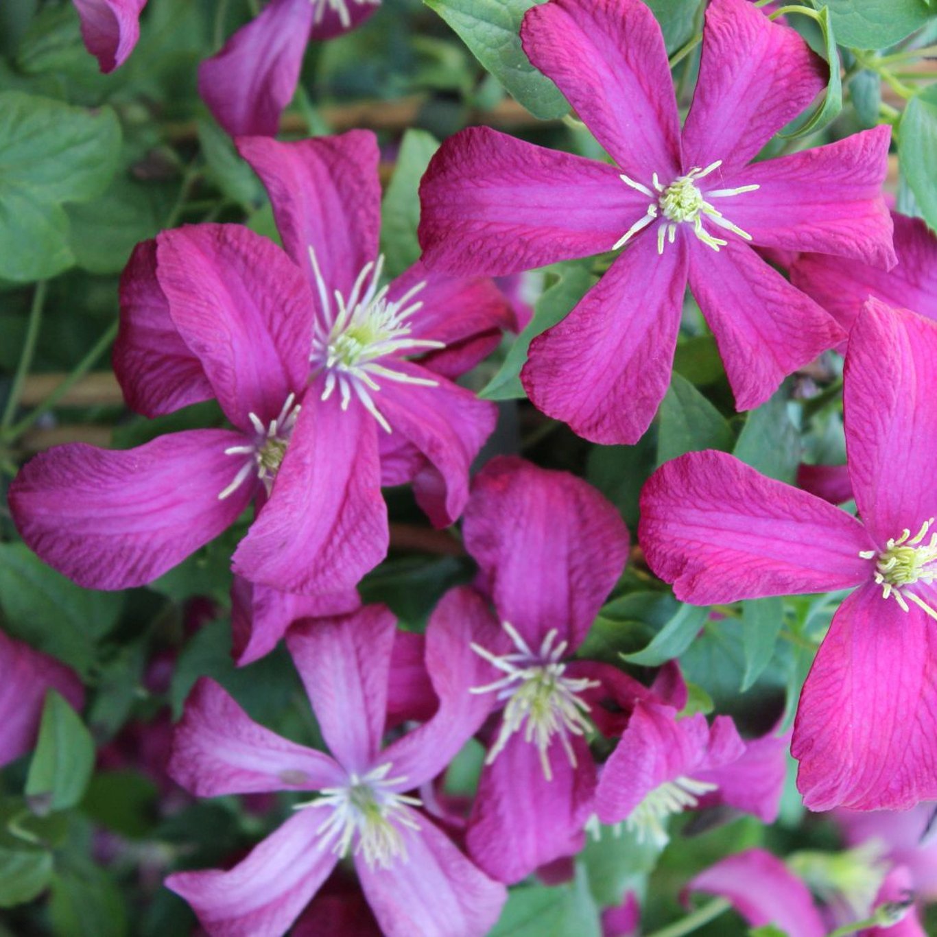 Klematis – Clematis 'Madame Julia Correvon' - C2 50-60 CM 3 Stick