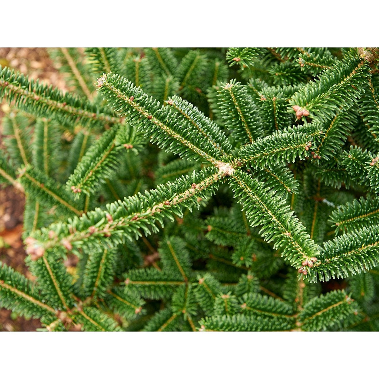 Frasergan – Abies fraseri - 30-50 CM bare root 2/2