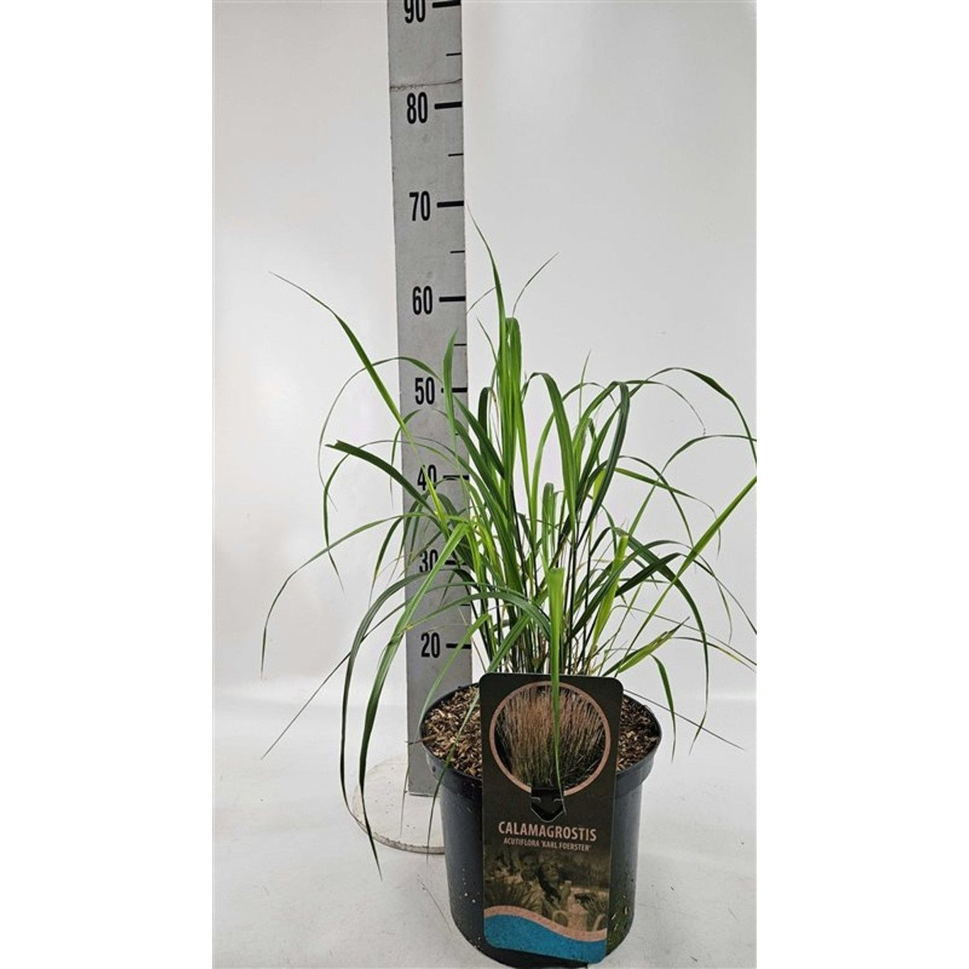 Tuvrör – Calamagrostis acutiflora 'Karl Foerster' - C5 40-60 CM