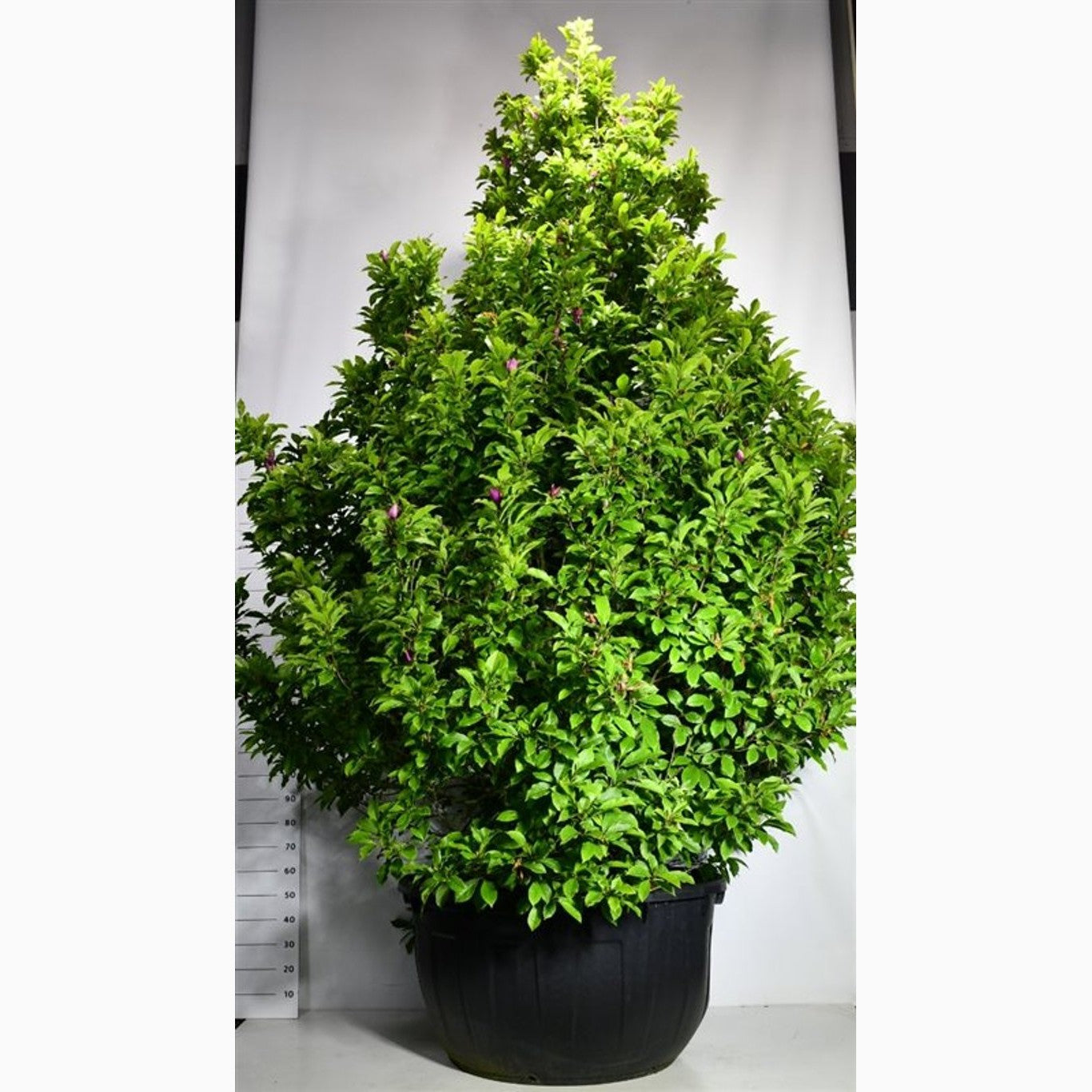 Magnolia – Magnolia 'Susan' - C500 350-400 CM