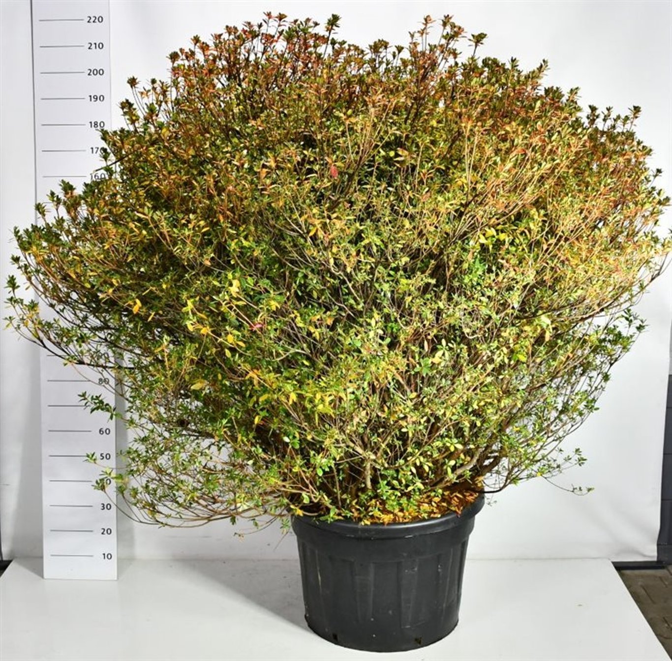 Japansk azalea – Rhododendron (AJ) &