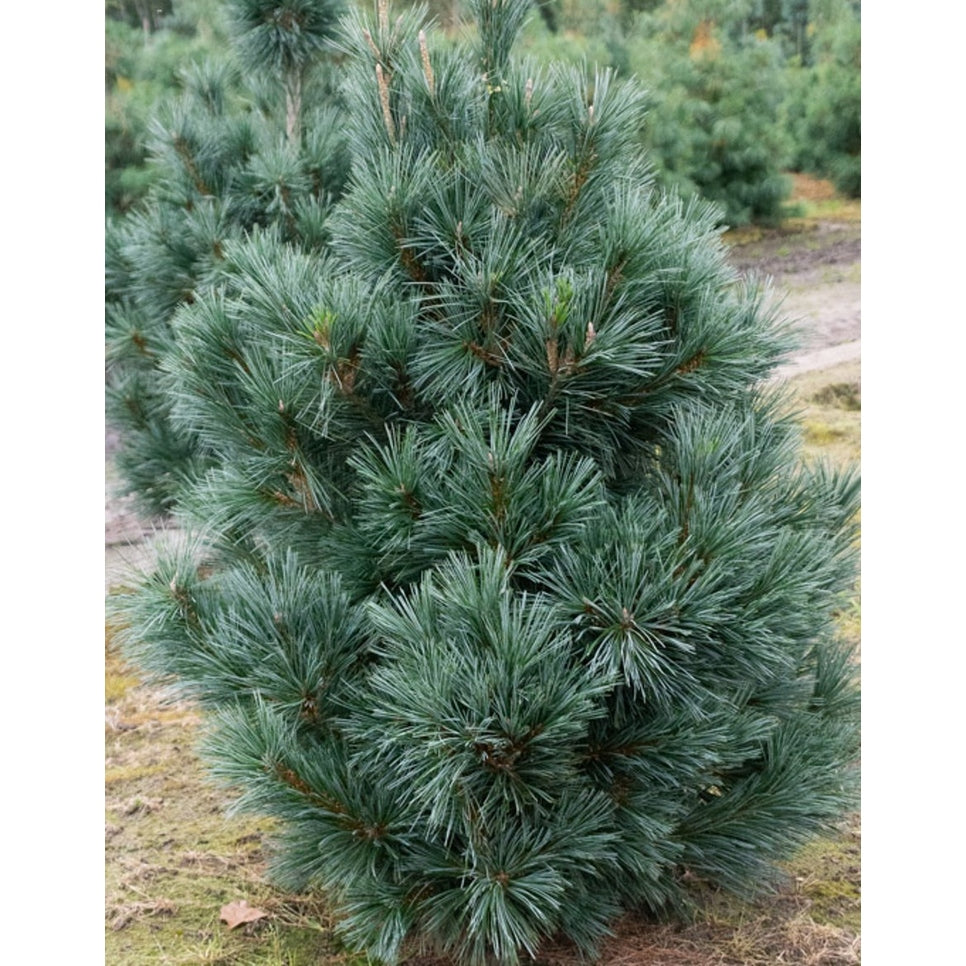 Flexibarrtall – Pinus flexilis 'Vanderwolf's Pyramid' - 80-100 CM RB Extra