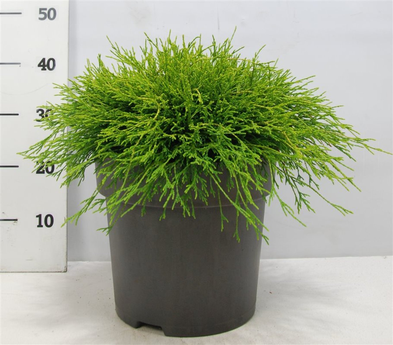 Ädelcypress – Chamaecyparis pisifera 'Sungold' - C12 50-60 cm.