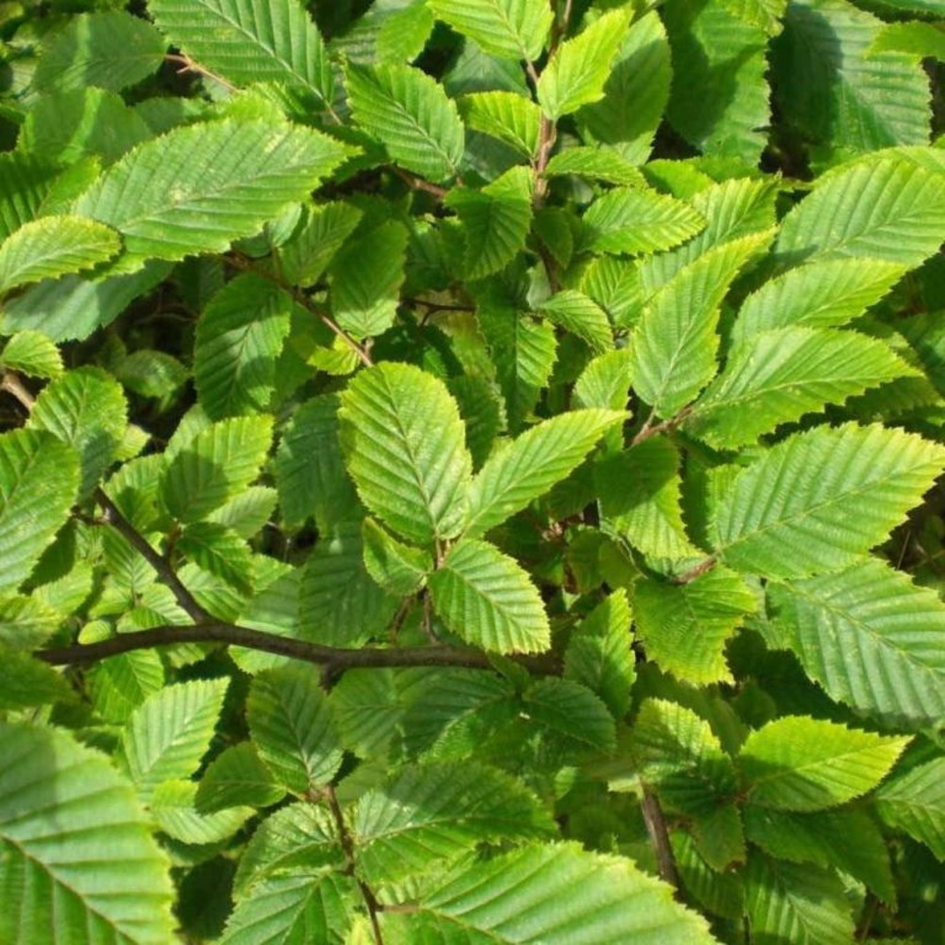 Avenbok – Carpinus betulus - 175-200 CM RB