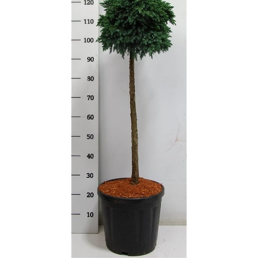 Himalaya-en – Juniperus squamata 'Blue Star' - C25 70 cm. Stam