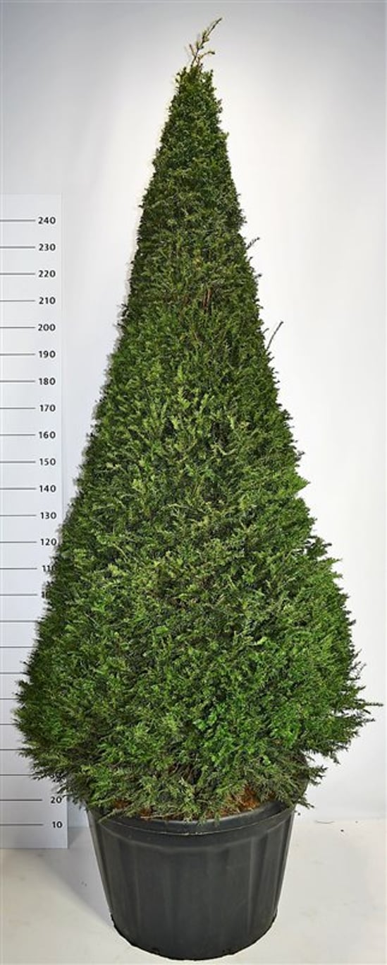 Idegran – Taxus baccata - C180 180-200 cm. Piramide