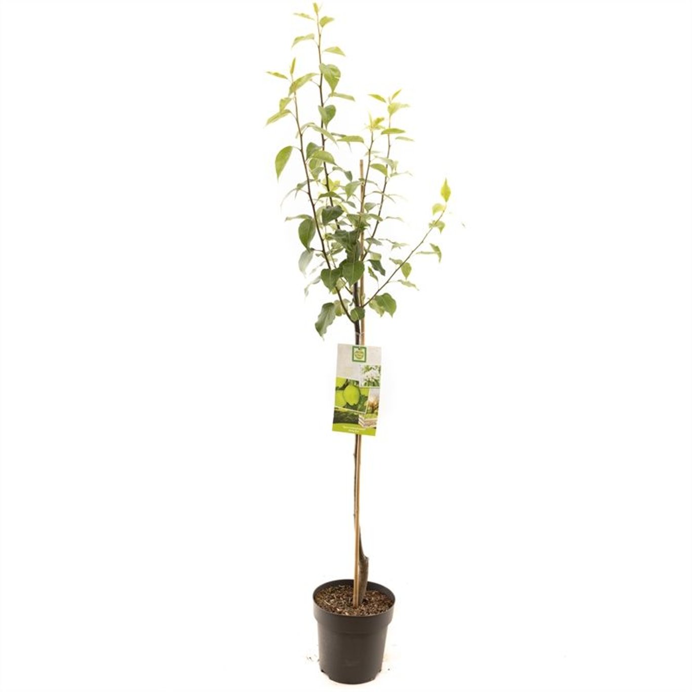 Kinesiskt päron – Pyrus bretschneideri - C7.5 Halfstem