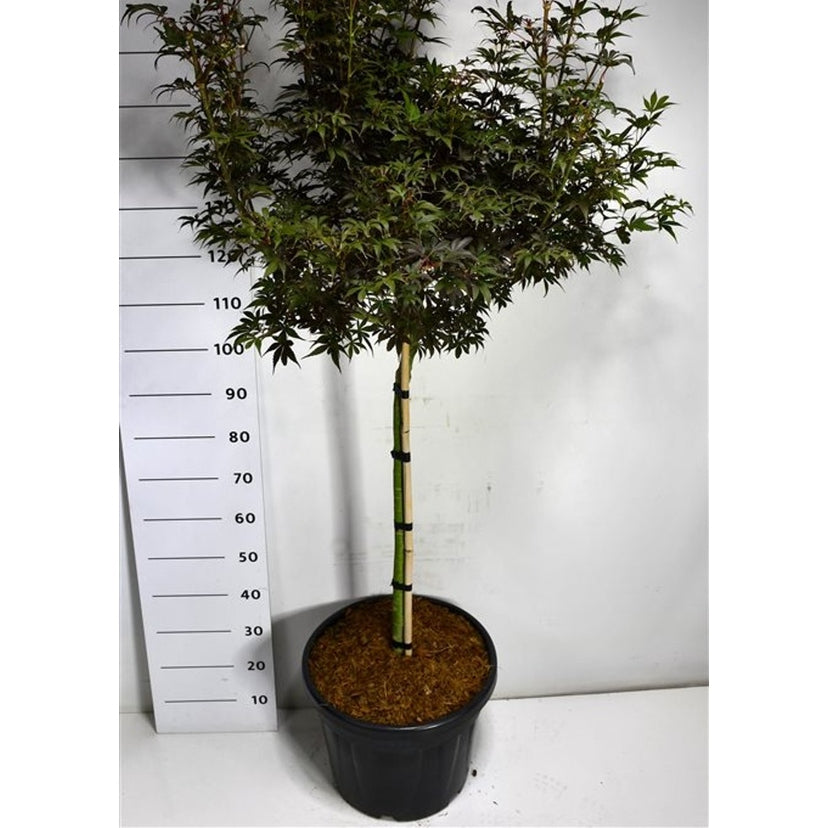 Japansk lönn – Acer palmatum 'Skeeter's Broom' - C35 70 cm. Stam
