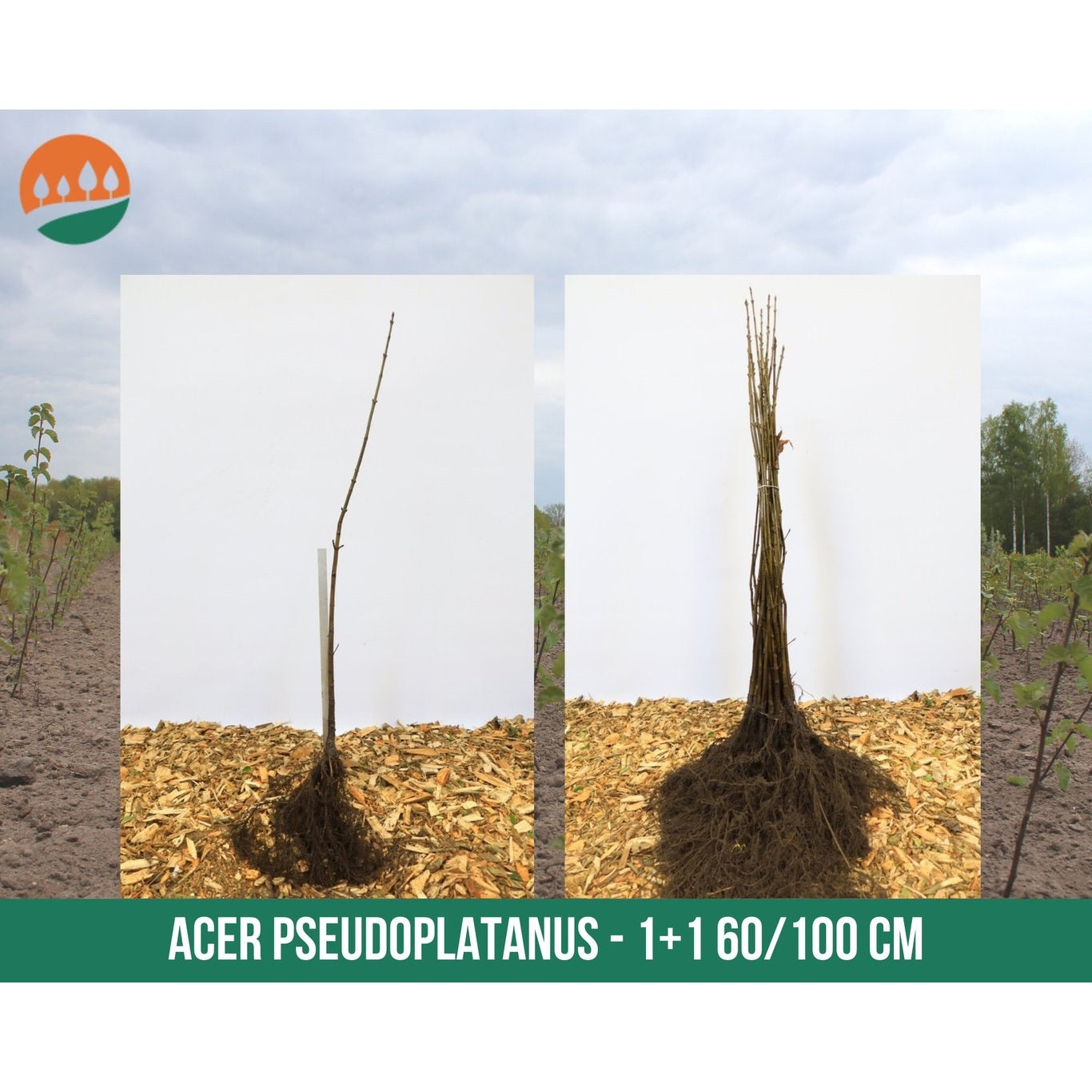 Sykomorlönn – Acer pseudoplatanus - 60-100 CM bare root 1/1