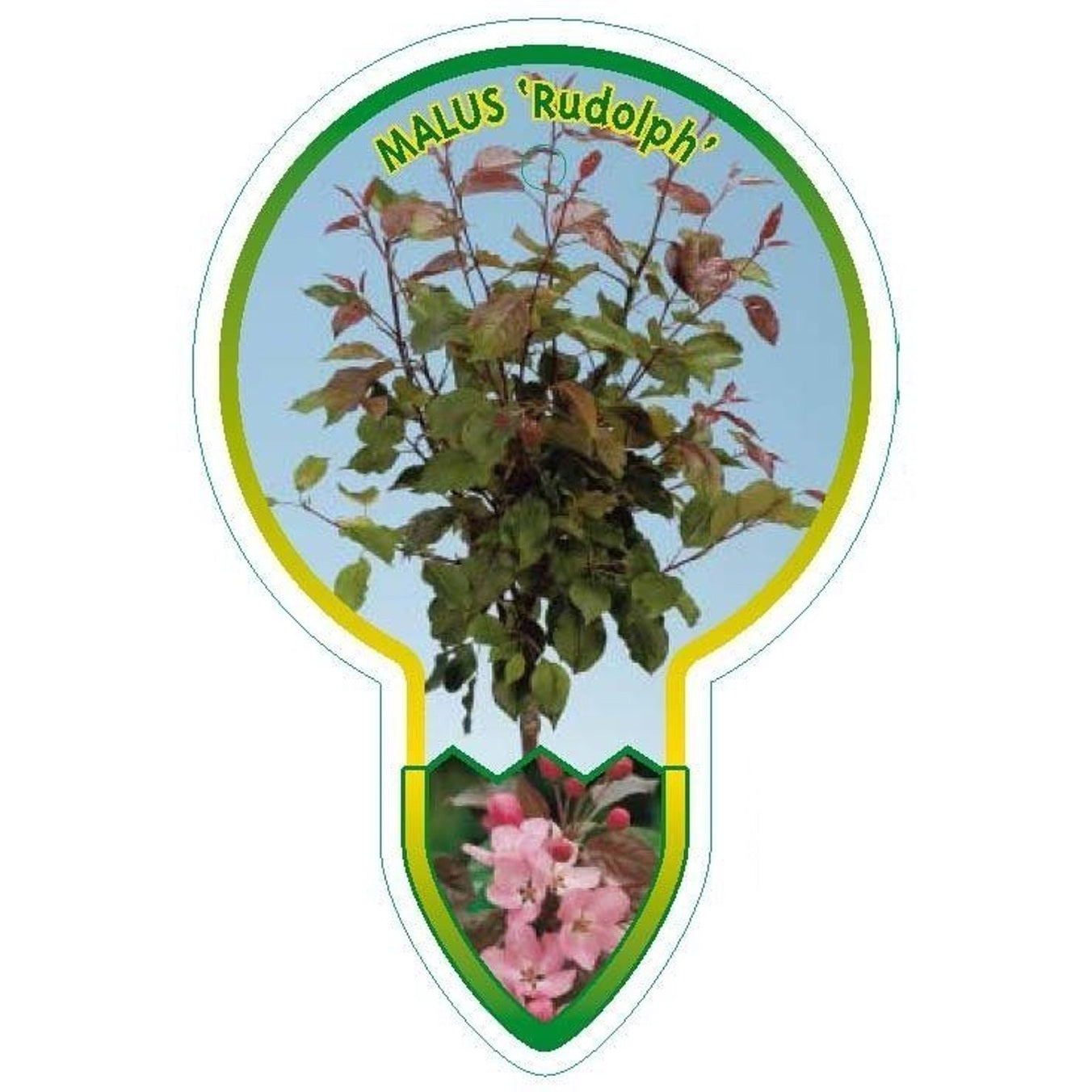 Mandevilla – Mandevilla 'Ruby Star' - 80 CM Stem C5