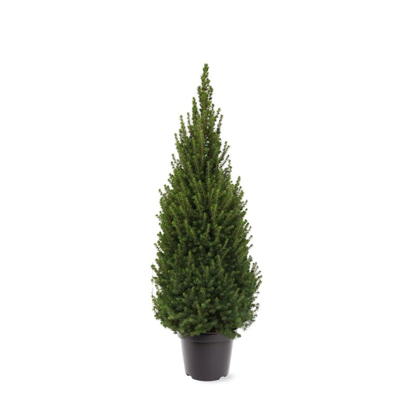 Vitgran – Picea glauca 'Perfecta' (Conica); - C7.5 80-100 CM
