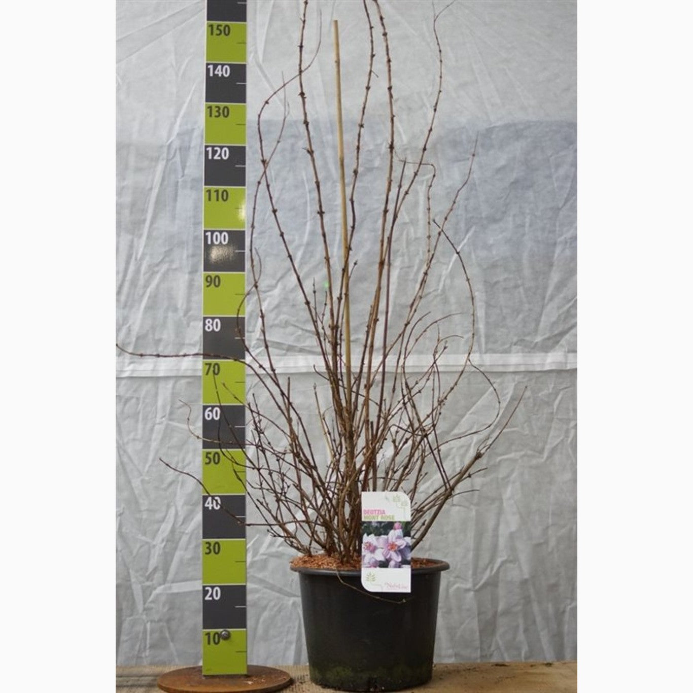 Riddarsporre – Delphinium Highlander Mystery Sensation - C20 125-150 CM