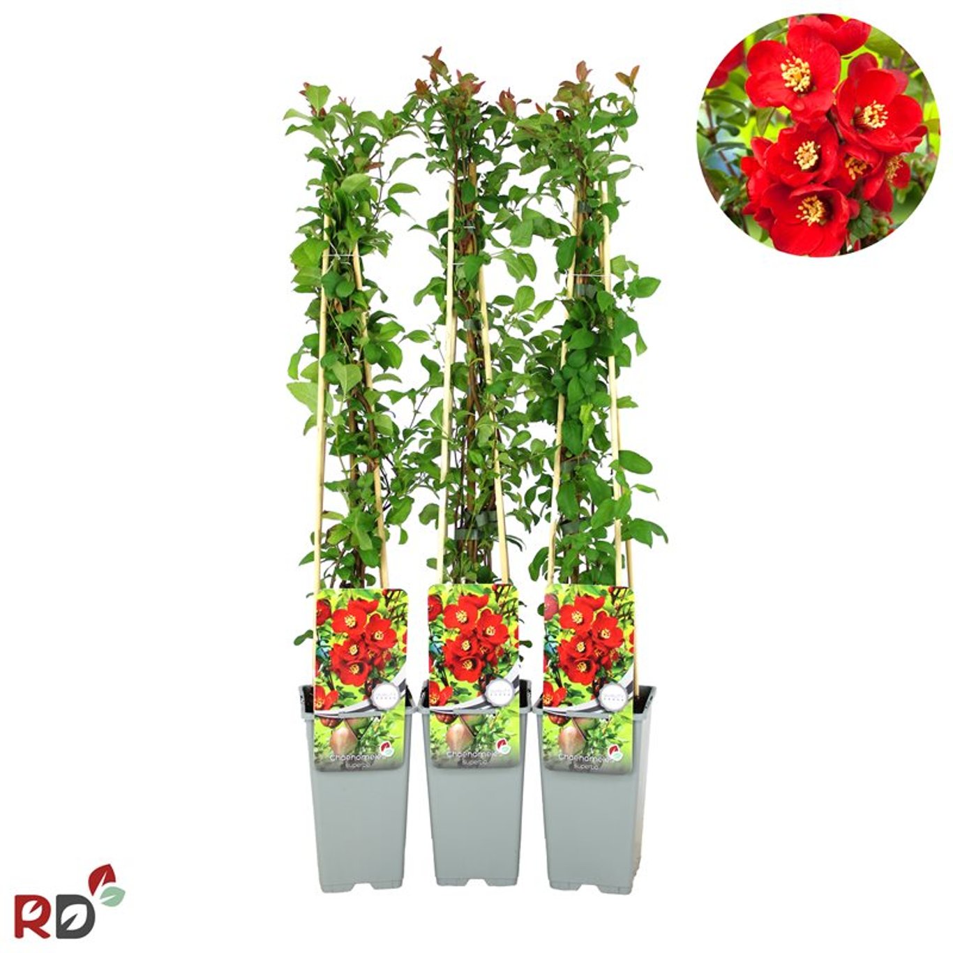 Hybridkvitten – Chaenomeles superba 'Nicoline' - C2 70/+ CM