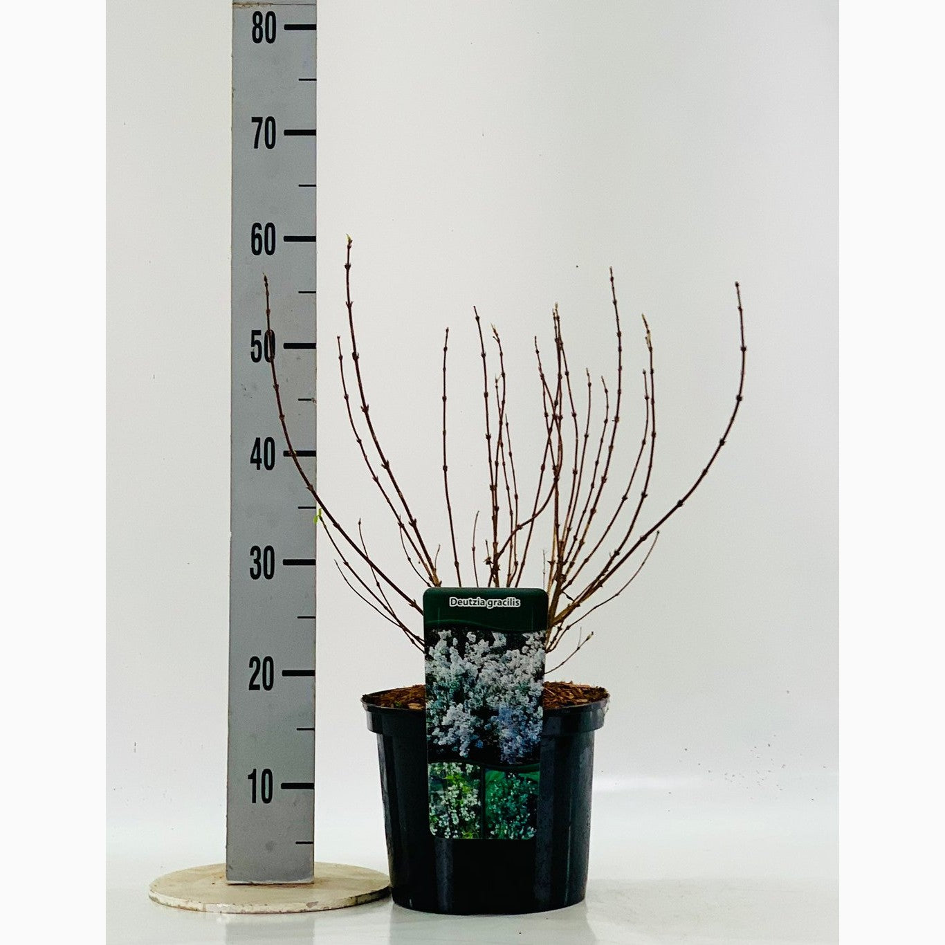 Isört – Delosperma 'Graaf Reinet' - C5 40-60 CM