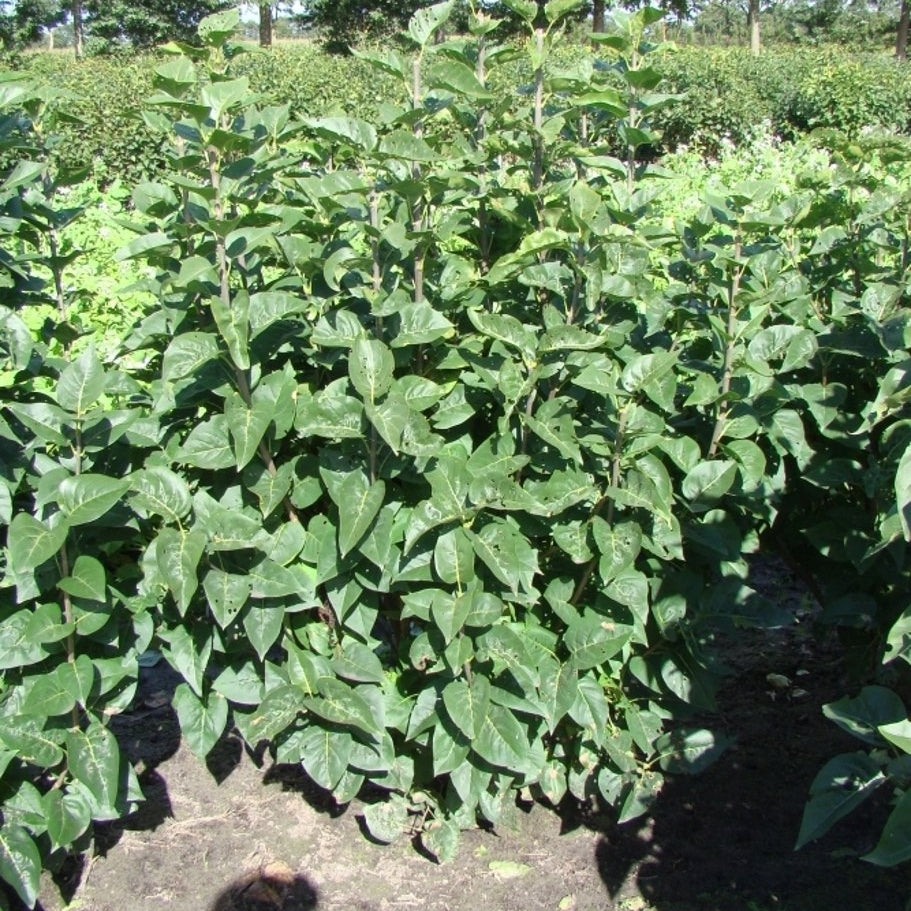 Syren (V); – Syringa vulgaris &