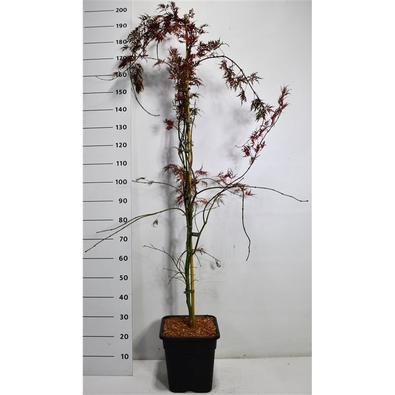 Japansk lönn – Acer palmatum 'Inaba-shidare' - C15 150-175 cm. Gestokt
