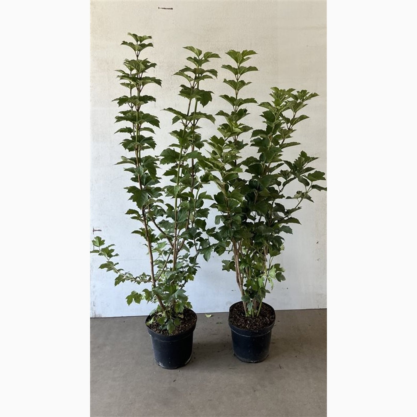 Skogsolvon – Viburnum opulus - C7,5 100-125 CM