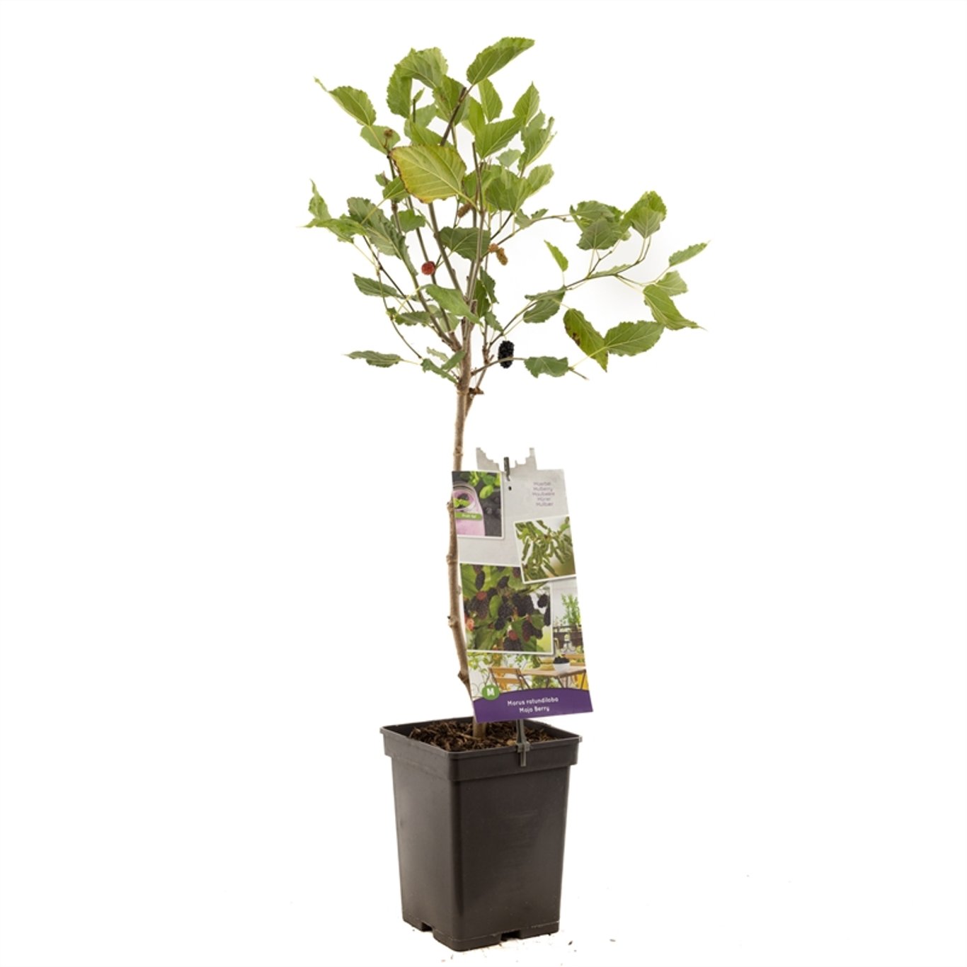 Mullbär – Morus rotundiloba 'Mojo Berry' - C5 60-80 CM