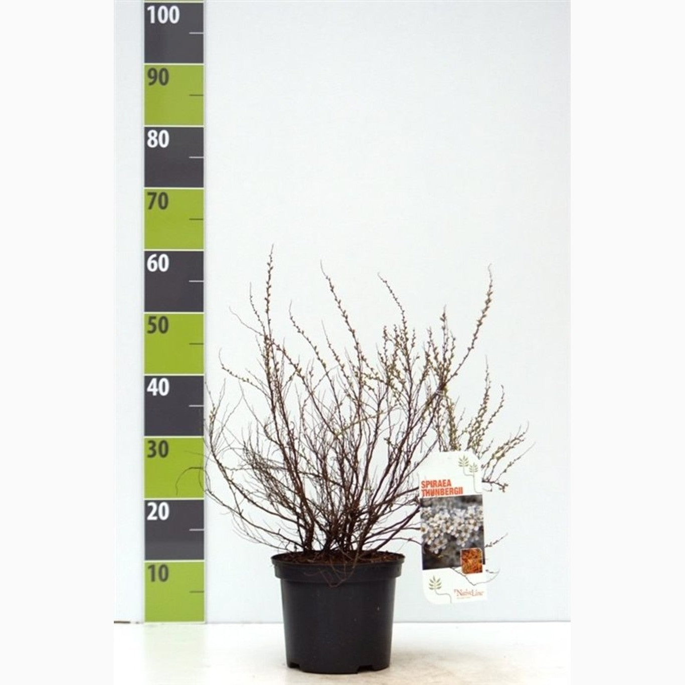 Spirea – Spiraea thunbergii &