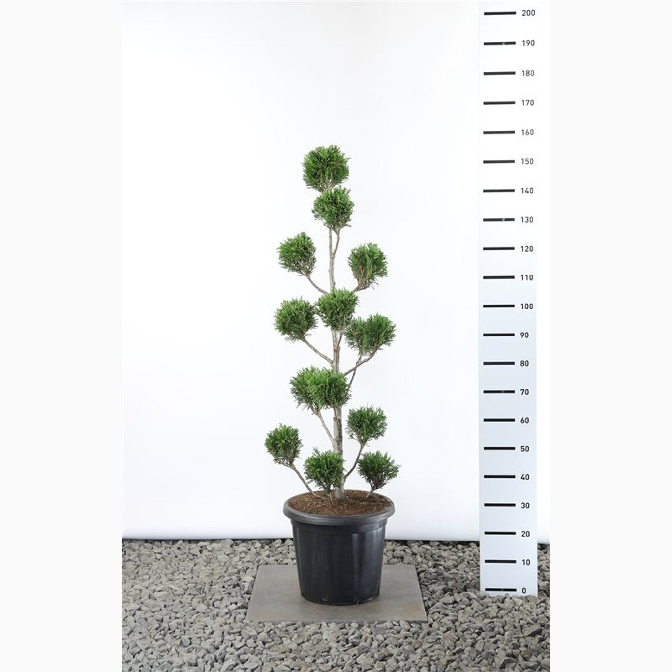 Thuja – Thuja plicata 'Martin' - 100-125 CM PonPon Cont.