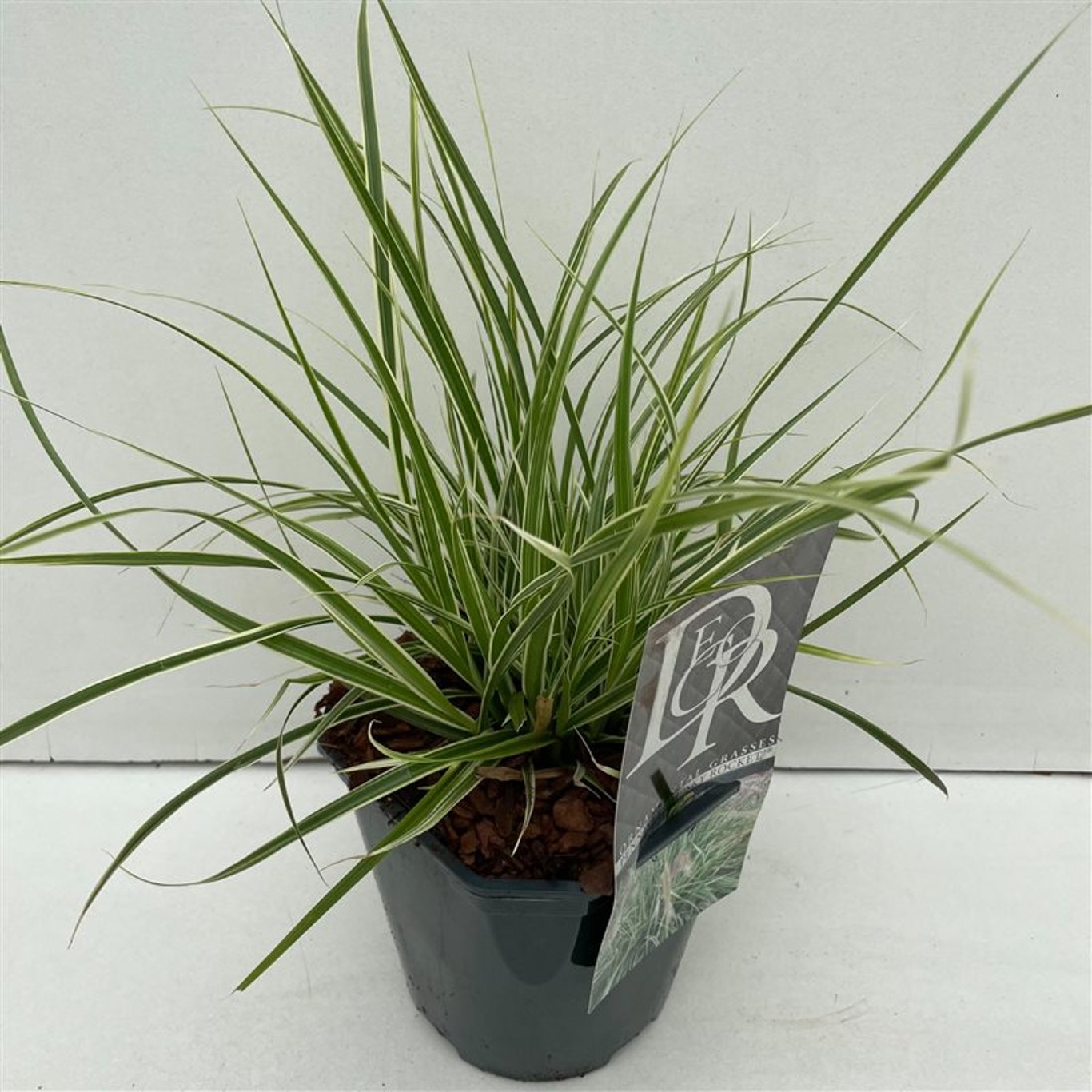 Röd lampborstgräs – Pennisetum advena 'Sky Rocket' - C2