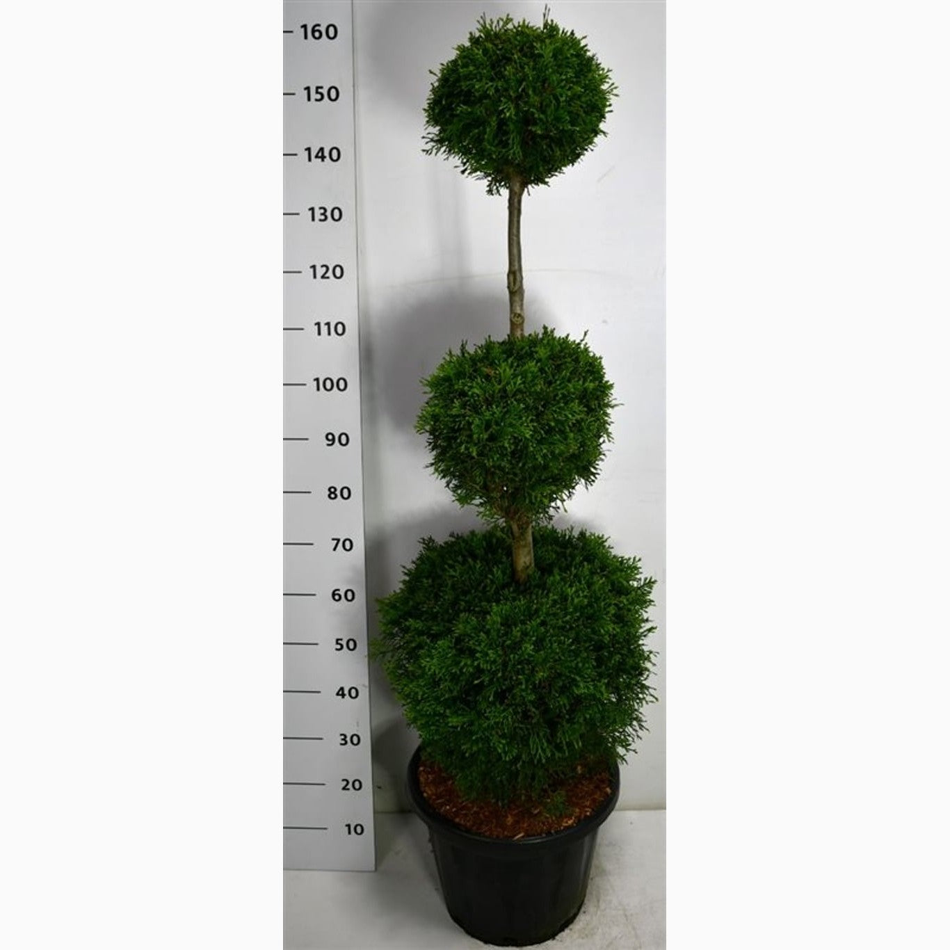 Thuja – Thuja occidentalis 'Smaragd' - 100-120 CM TRIOBOL Cont.