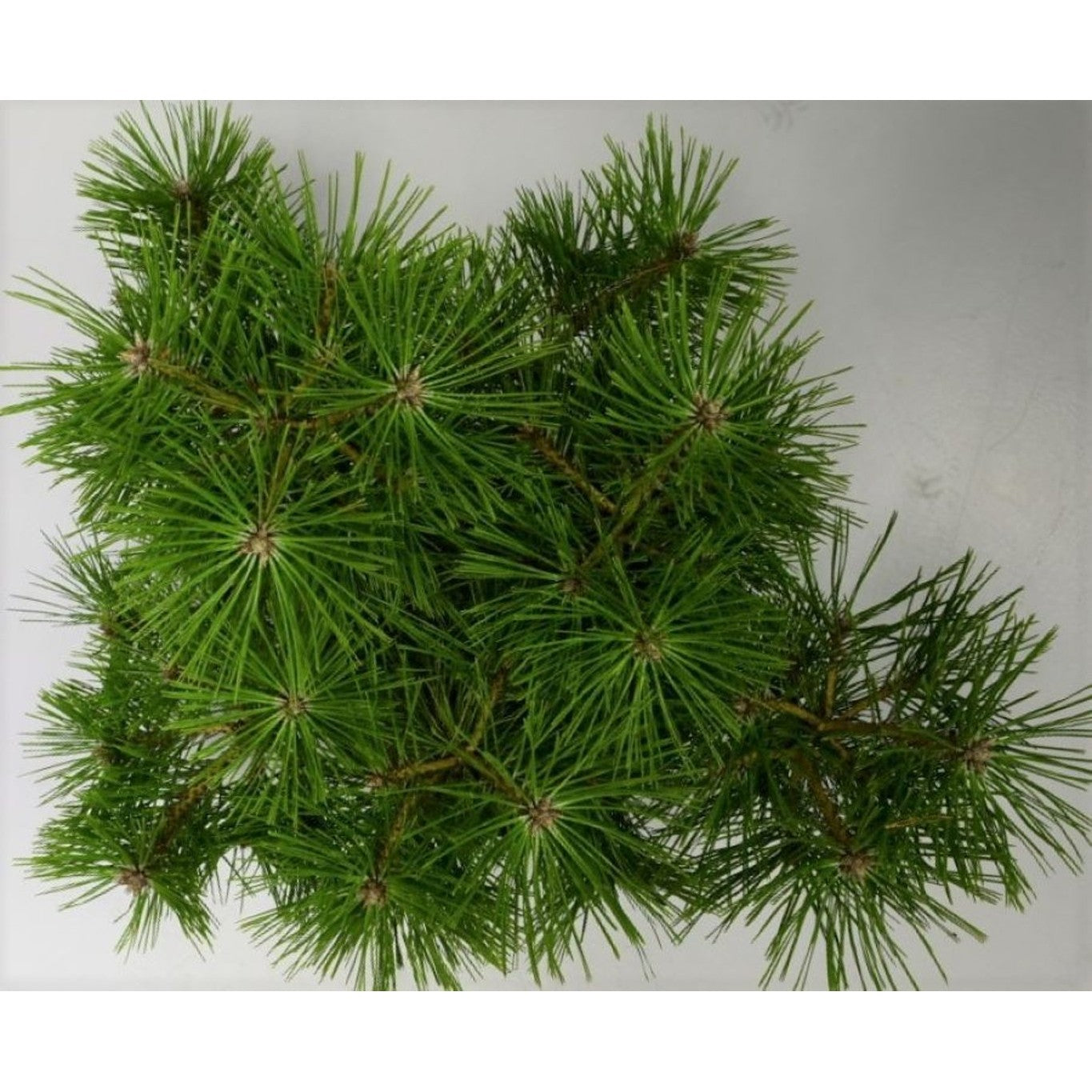 Svarttall – Pinus densiflora 'Jane Kluis' - C5 30-40 cm.