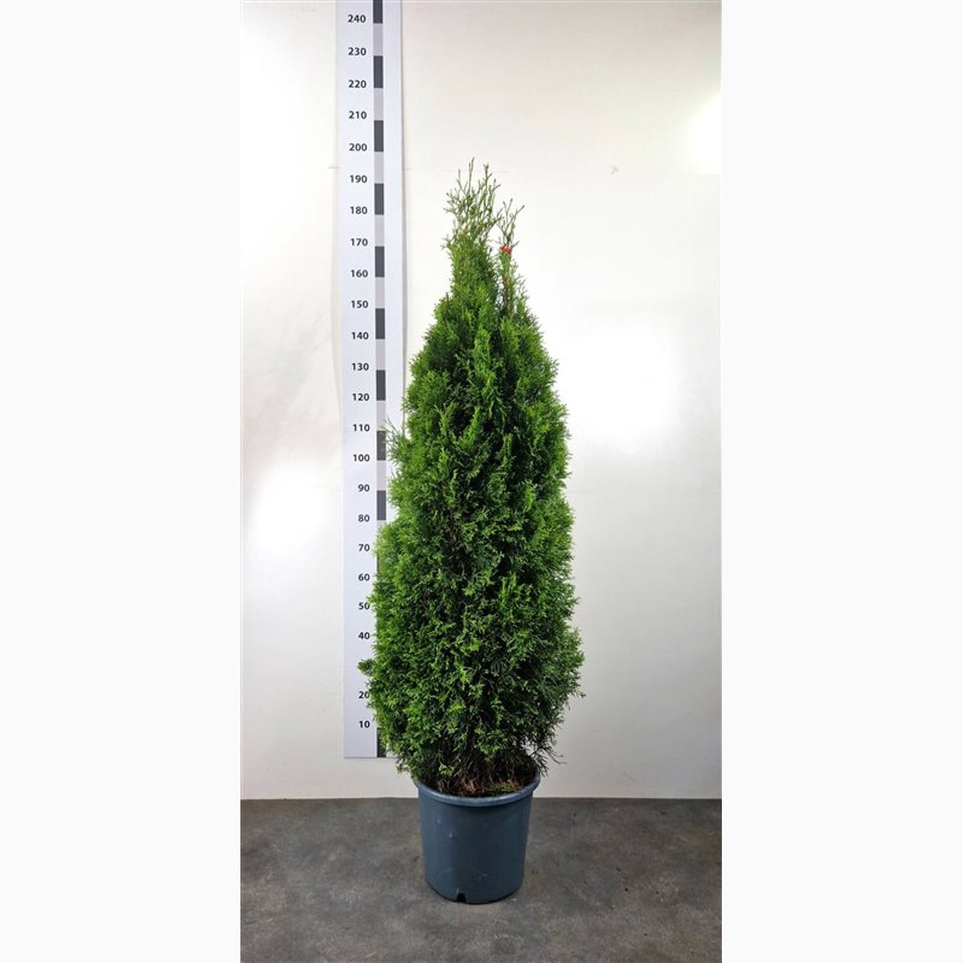 Thuja – Thuja occidentalis 'Smaragd' - C20 125-150 CM