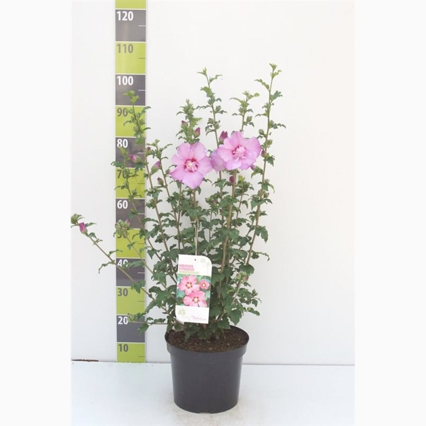 Hibiskus – Hibiscus syriacus 'Woodbridge' - C7.5 70-80 CM