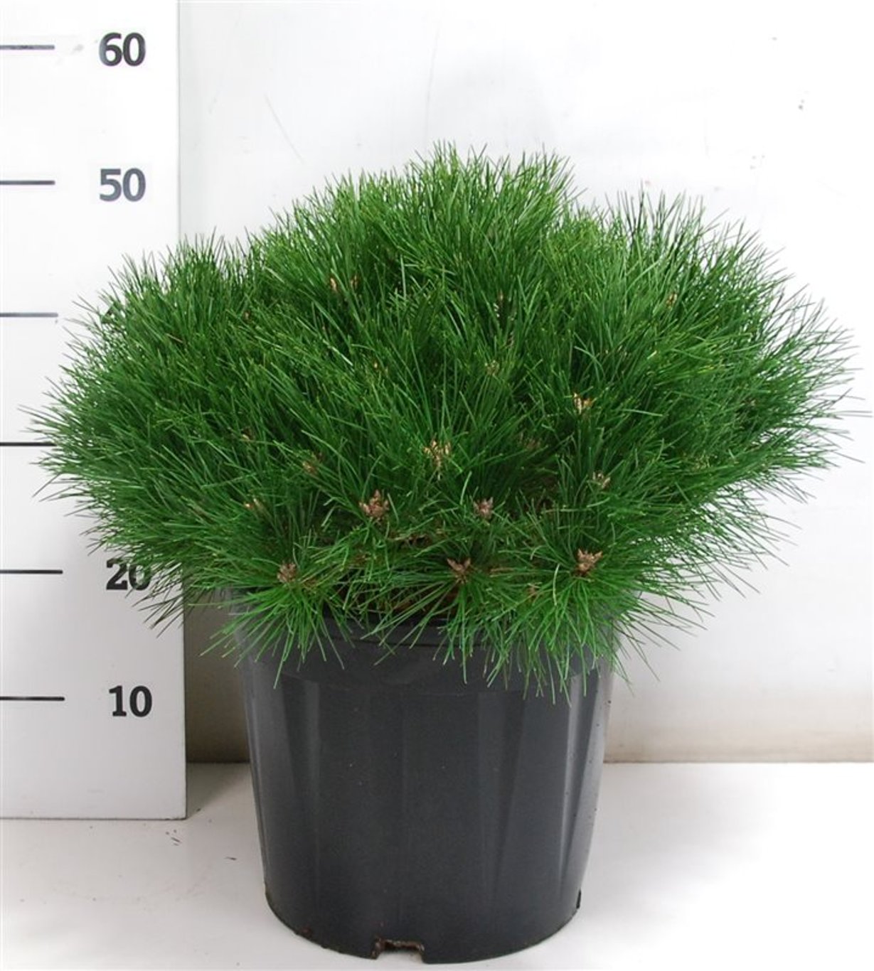 Svarttall – Pinus nigra &