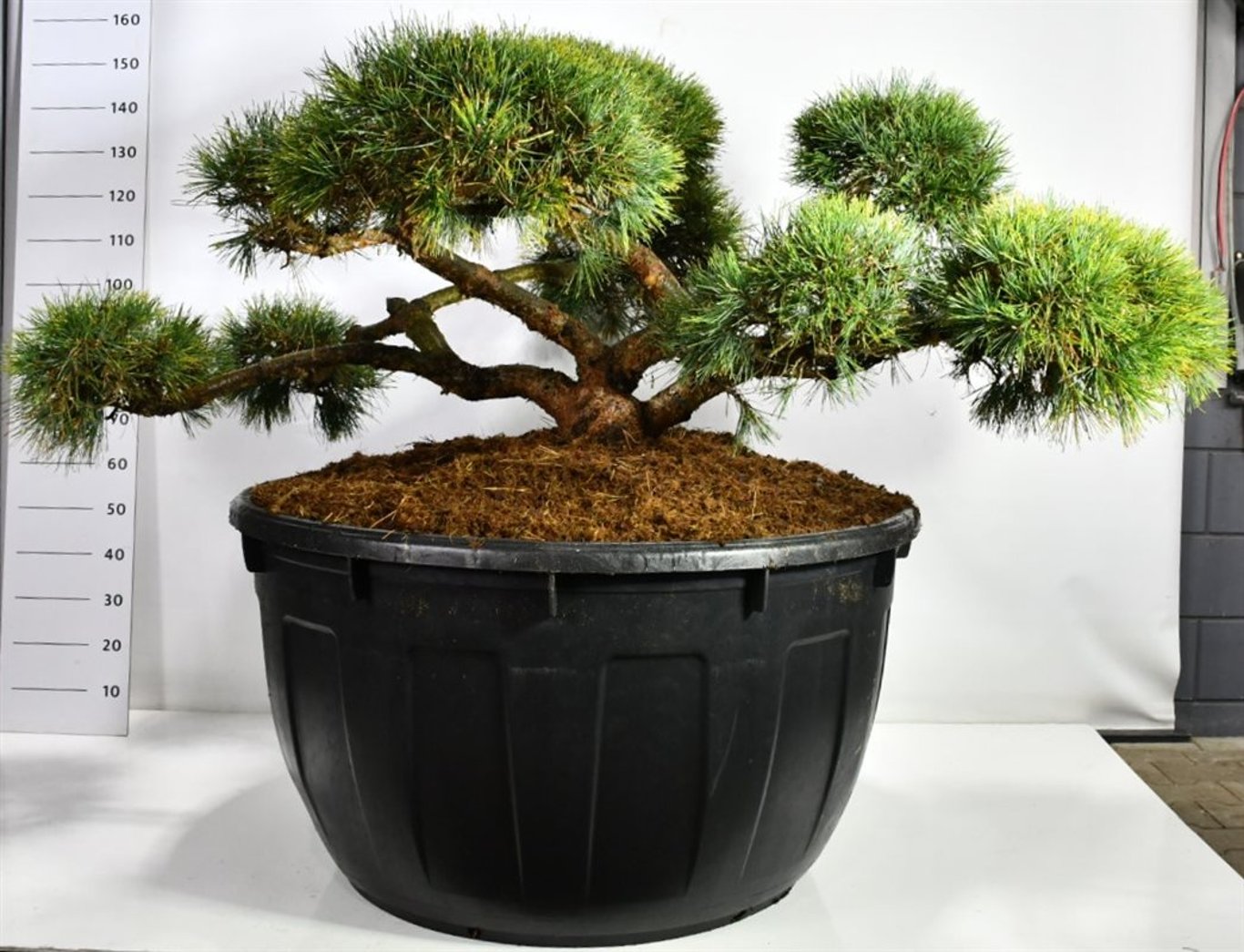 Tall – Pinus sylvestris &
