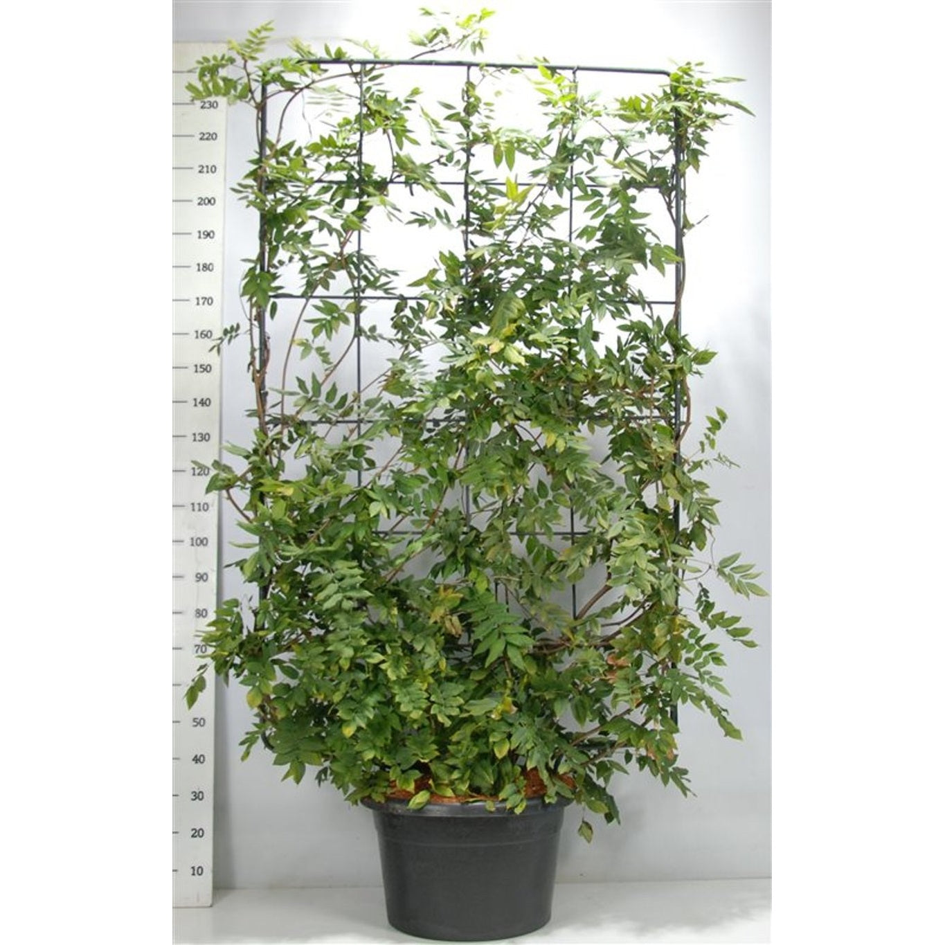 Japansk blåregn – Wisteria brachybotrys 'Yokohama fuji' - C60 200 cm. Scherm