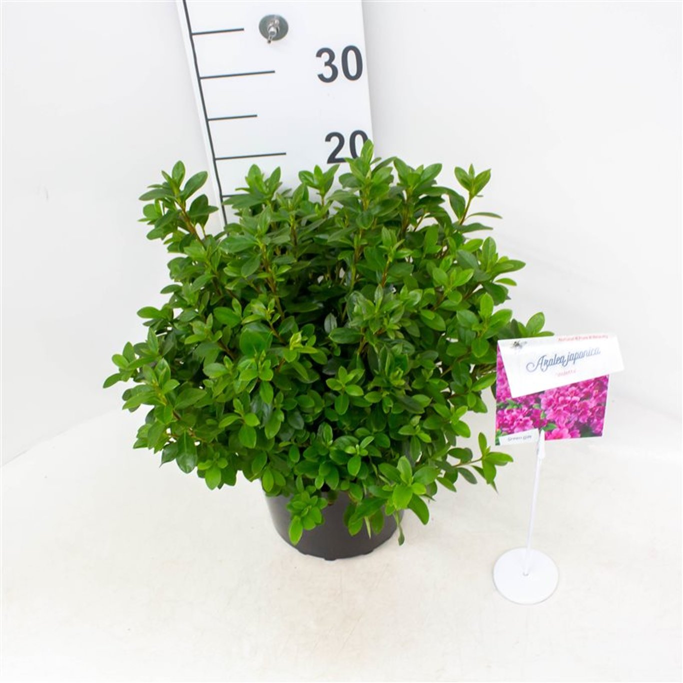 Rhododendron – Rhododendron (AJ); 'Violetta' - C4 25-30 CM