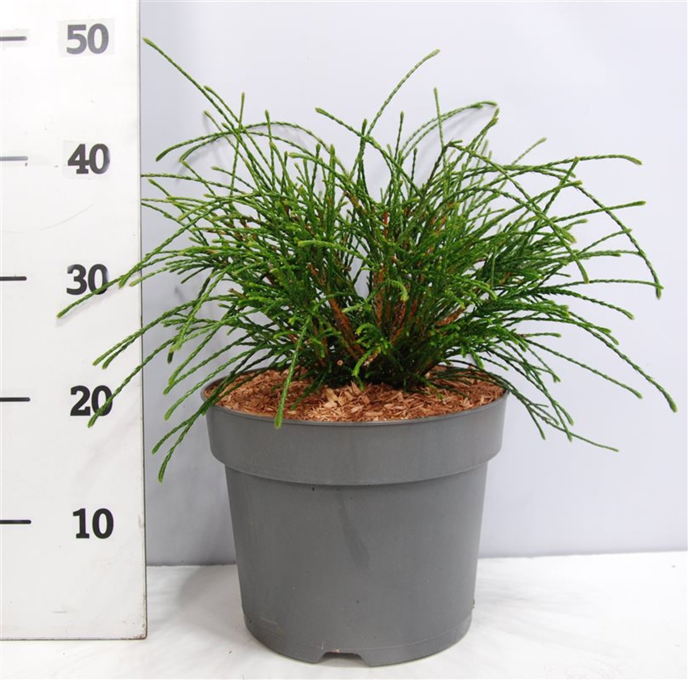 Thuja – Thuja plicata &