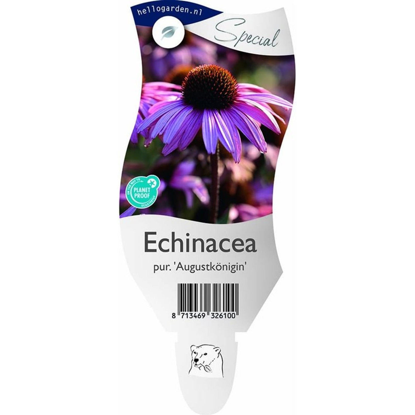Röd solhatt – Echinacea purpurea 'Augustkönigin' - P11