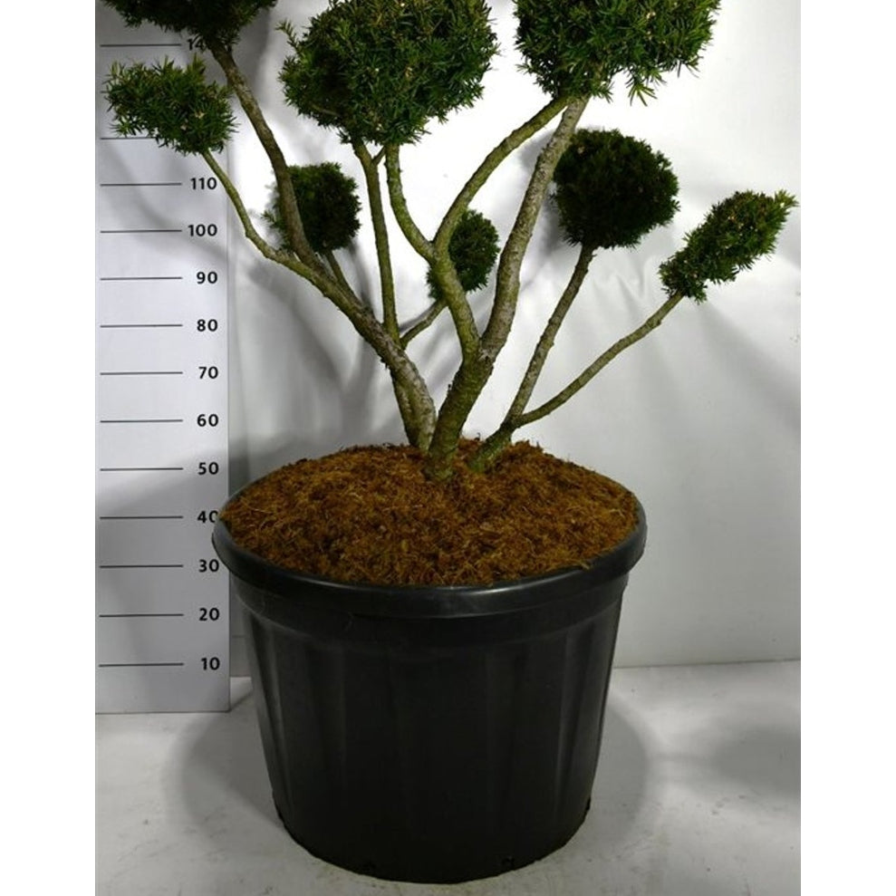 Hybrididegran – Taxus media 'Farmen' - C180 100-125 cm. Bonsai