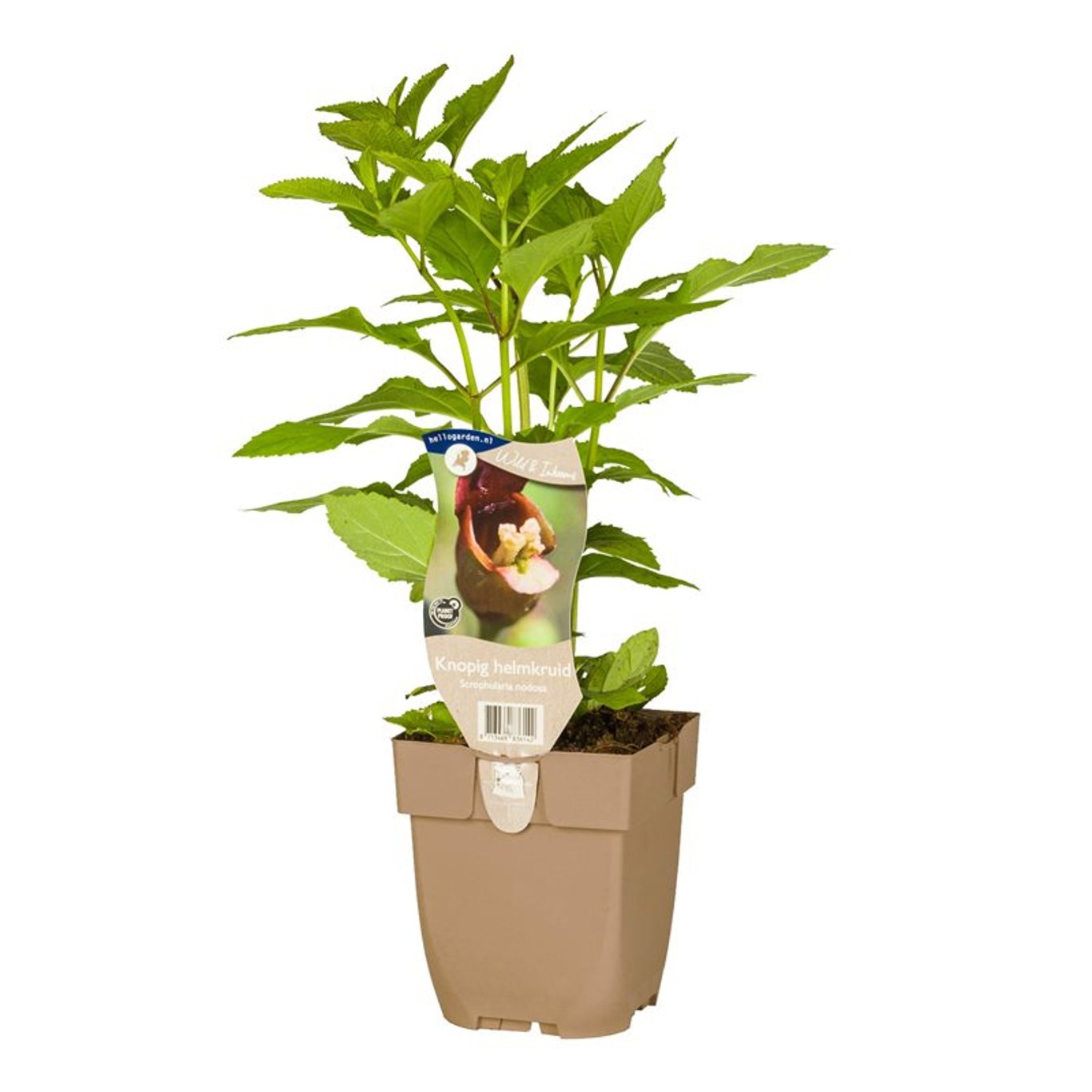 Knölklocka – Scrophularia nodosa - P11