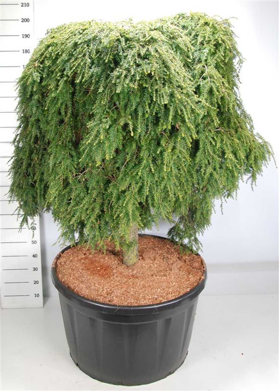 Hemlock – Tsuga canadensis &